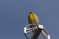 Serin cini-02